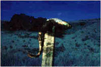 cibachrome photograph